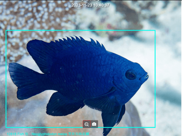 圖三-AI移動性物件偵測及自動辨識的黑新刻齒雀鯛