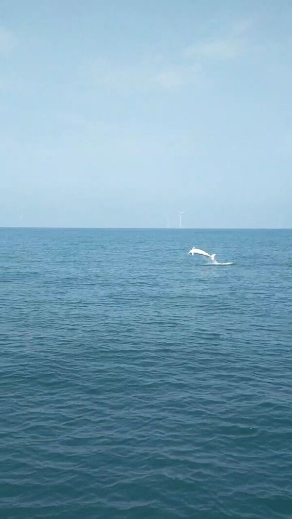 圖一、白海豚躍身擊浪照片
