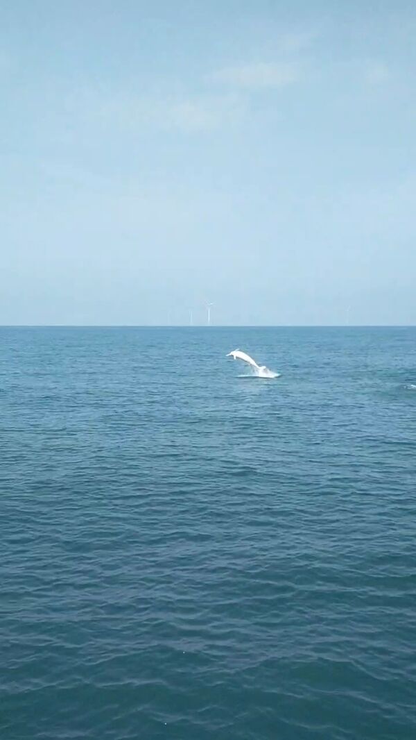 圖二、白海豚躍身擊浪照片