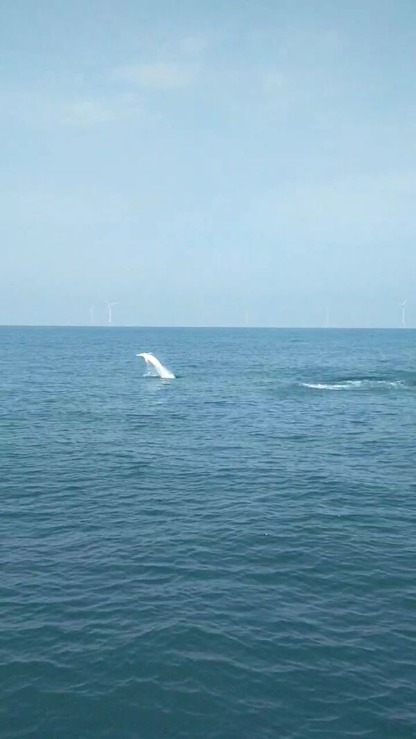 圖三、白海豚躍身擊浪照片