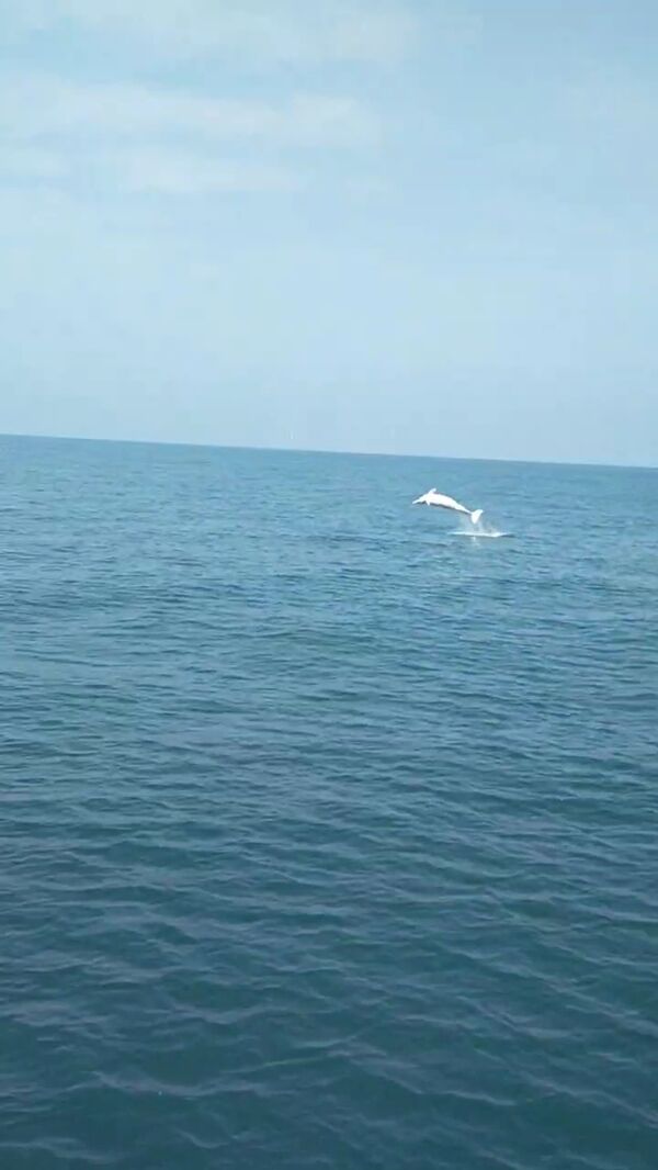 圖四、白海豚躍身擊浪照片