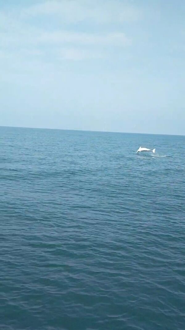 圖五、白海豚躍身擊浪照片