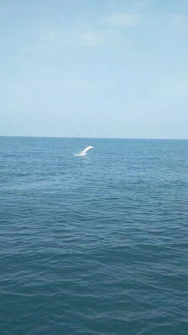圖六、白海豚躍身擊浪照片