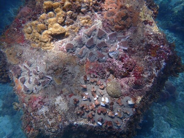 114年5月小琉球白沙港外堤珊瑚移植