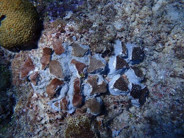 114年5月小琉球杉福天然礁珊瑚移植