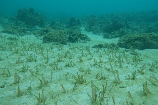 海洋委員會海洋保育署海草復育成果