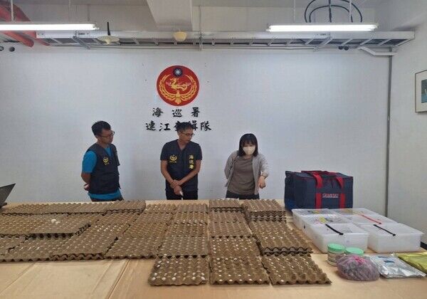 陳列查獲之鸚鵡蛋相片