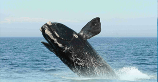 2020臺灣鯨豚及海龜擱淺報告加拿大海洋資訊